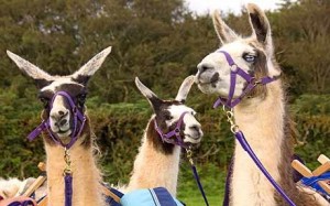 manchester activity llama trekking