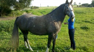 horse