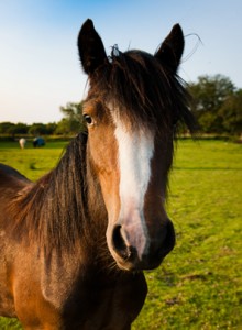 horse2