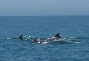 pembrokeshire2