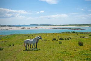 A highlight of Connemara is its wild Ponies